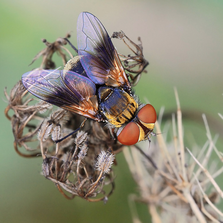 Ectophasia cf. crassipennis F (Tachinidae)